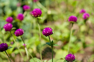 Spring pink flowers