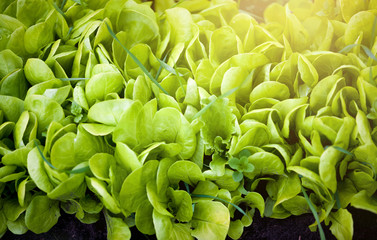 fresh green salad at sunny day