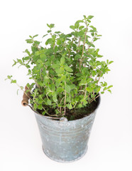 Fototapeta premium fresh oregano close-up.
