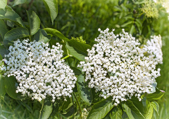 White elderberry flowers Sambucus nigra