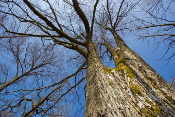 Bare tree under blue sky
