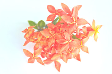 Red Ixora (Coccinea) the Beautiful Flower