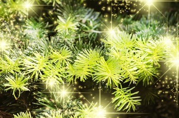 Christmas Green Pine Tree Background