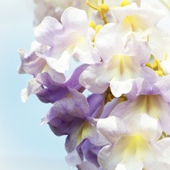 Paulownia Flower