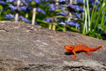 Red Eft