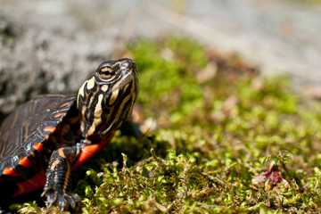 Obraz premium Eastern Painted Turtle