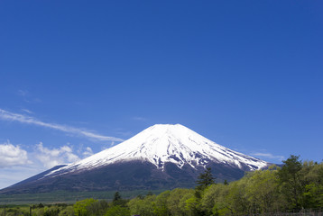 Fototapeta premium 富士山と鮮やかな新緑の樹々