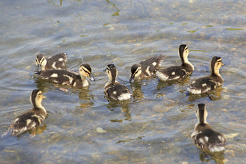 Funny little ducklings swim in the pond.