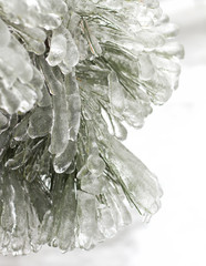 Ice on Pine Branches