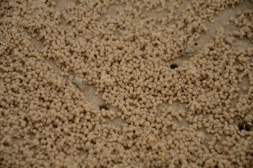 Small crabs at the beach make a lot of small ball.