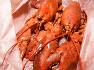 Close-up of cooked lobsters