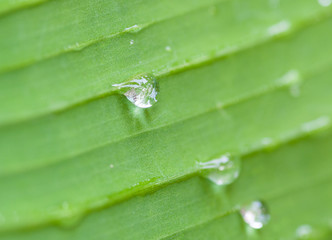 Drop water on banana leaf