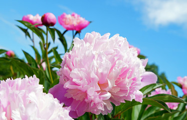 Romantische rosa Pfingstrose