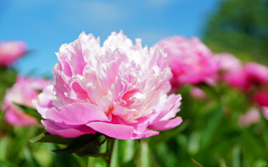 Wunderschöne gefüllte Pfingstrose