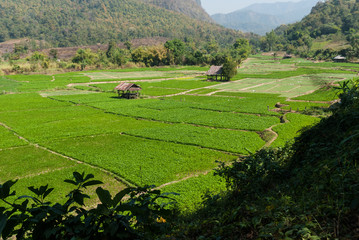 Cottage and green terraced rice field in Thailand