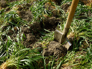 digging of green manure into the soil for fertilizing