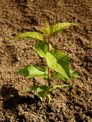 small seedling of apricot tree