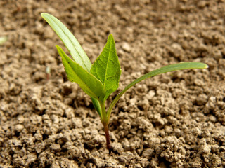 ash-tree seedling