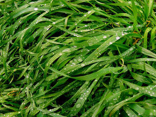 green grass background with raindrops
