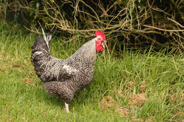 crowing rooster