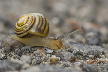 snail