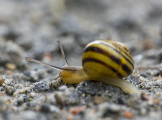 snail