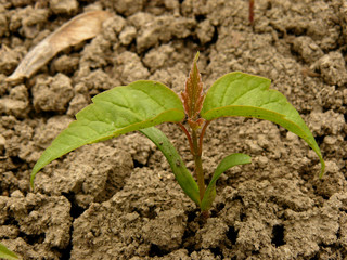 small seedling of ash-leaved maple with first true leaves