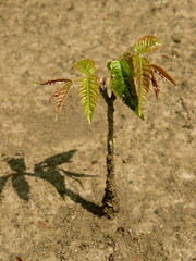 small walnut tree seedling