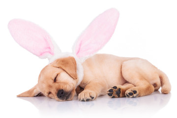 labrador retriever puppy dog wearing bunny ears is sleeping