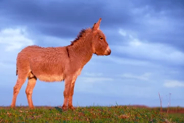 Tableaux ronds sur aluminium brossé Âne Grey donkey