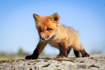 red fox pup