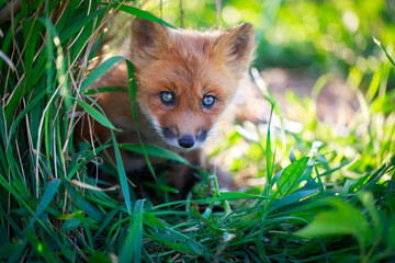 red fox pup