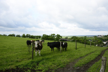 Beautiful cows and bulls on a green field