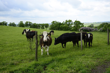 Beautiful cows on a green field