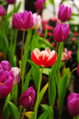 Tulips in Garden