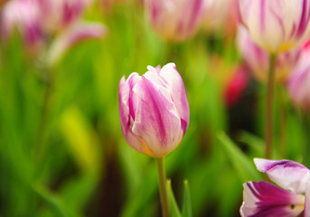 Obraz na płótnie Canvas Tulips in Garden