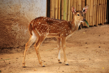 female axis deer