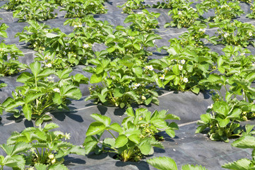 Flowering strawberry
