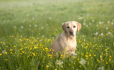 yellow labrador in a field of yellow
