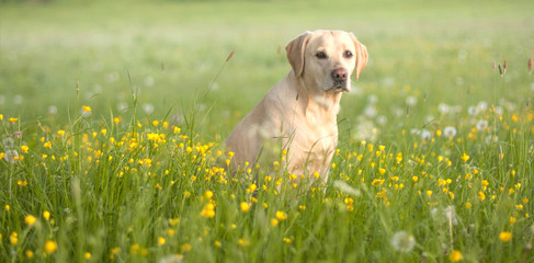 cute labrador puppy in a field