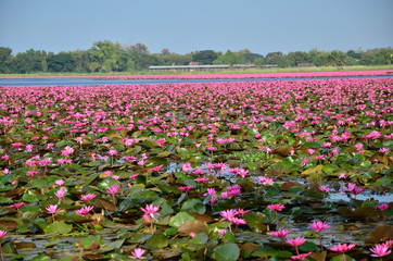 Large Group of Lotus Flowers
