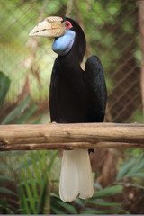 Close up Wreathed Hornbill