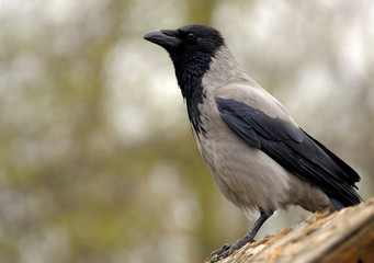  Hooded crow.