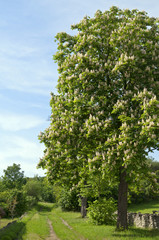 Flowering horse chestnut tree