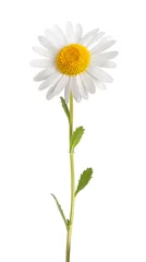 Zelfklevend Fotobehang White daisy © Scisetti Alfio