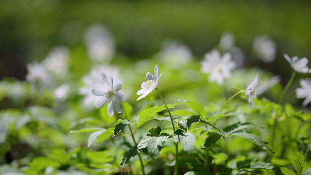 white flowers anemones in spring wood