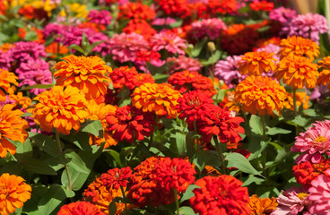 Flowers marigolds