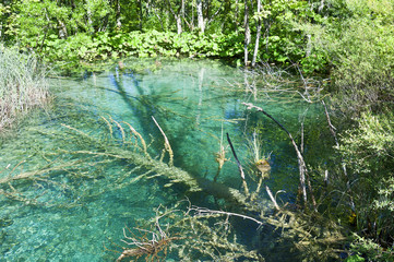 Lake with dead trees