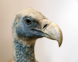 Stuffed wild bird head