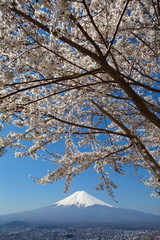 Mountain fuji and cherry blossom sakura